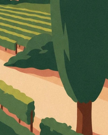 A cypress with dark green foliage and a brown trunk at the edge of the vineyard