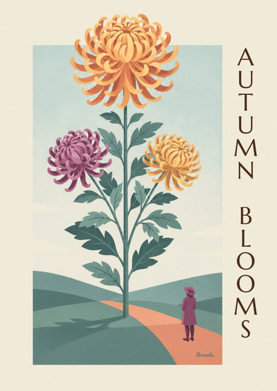 Affiche planche botanique de chrysanthèmes aux fleurs pleines : l'affiche entière
