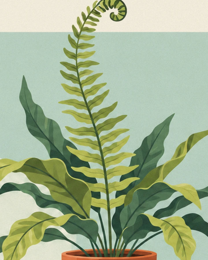 The fern with soft green fronds and its curled shoot, in a terracotta pot