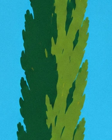 The slender foliage of a tree in dark and light green against a blue sky
