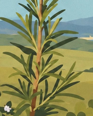 A rosemary sprig with long green leaves in front of the yellow fields